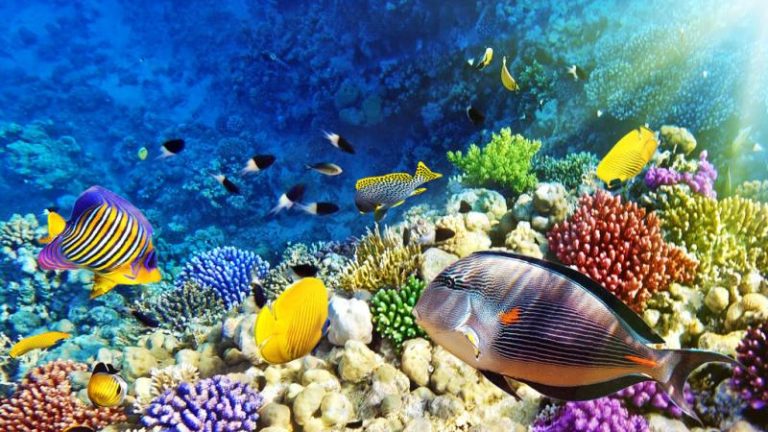 แนะนำ จุดดำน้ำชมปะการัง ความสวยงามใต้ท้องทะเลลึกที่สามารถสัมผัสได้